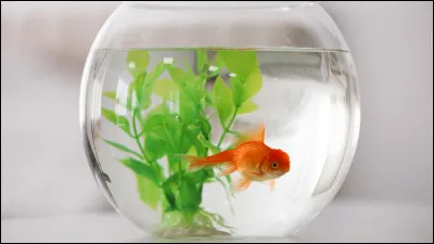 Quel est ce poisson ?