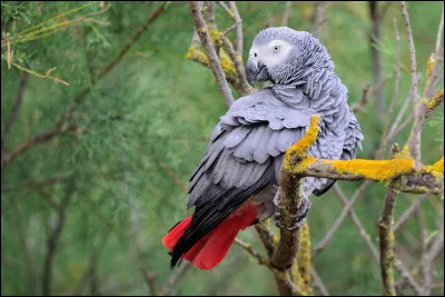 Quel est cet oiseau ?