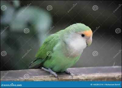 Quel est cet oiseau ?