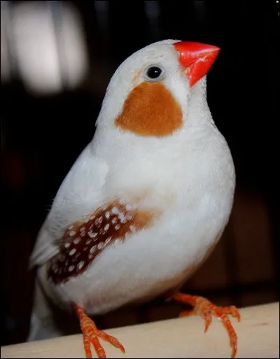 Quel est cet oiseau ?