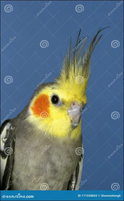 Quel est cet oiseau ?