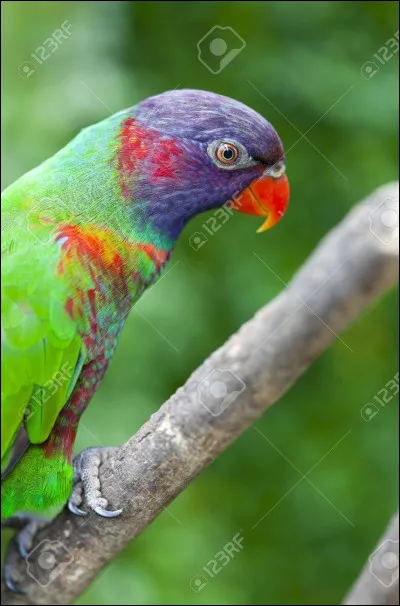 Quel est cet oiseau ?