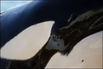 De quel animal de la banquise cette peau provient-elle ?