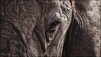 De quel animal de la banquise cette peau provient-elle ?