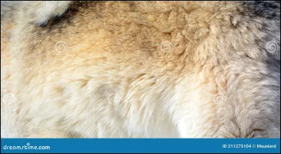 De quel animal de la banquise ce pelage provient-il ?