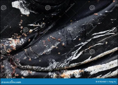 De quel animal de la banquise cette peau provient-elle ?