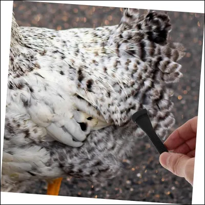 À quel animal de la banquise appartiennent ces plumes ?