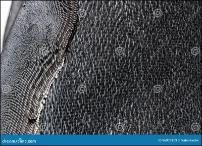 À quel animal de la banquise appartient ce plumage ?