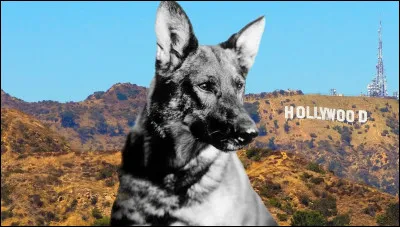 Quel chien est apparu pour la première fois dans le film muet ''Gaspard le loup'' en 1922 ?