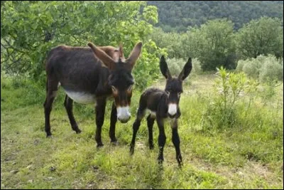 Le pule détient le record du fromage le plus cher du monde. 
À partir de quel lait, ce fromage serbe est-il fabriqué ?