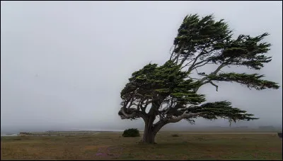 Qui chante le célèbre duo "Sous le vent" ?