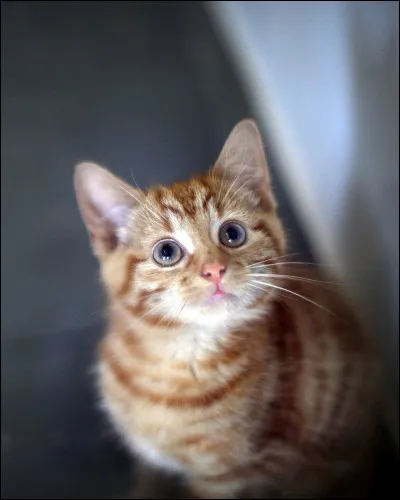 Quelle image préfères-tu ? (2)