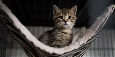 Quelle image de chat préfères-tu ?