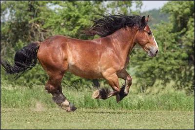 Pourquoi ne faut-il jamais se mettre derrière un cheval ?