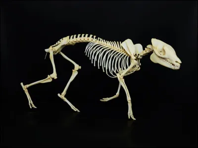 Comment s'appelait l'ancêtre du cheval ?