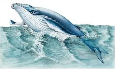 Animaux : Quel est le temps de gestation d'une baleine bleue ?