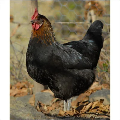 Quel est cet animal ?