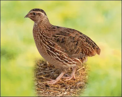 Quel est cet animal ?