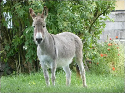 Quel est cet animal ?