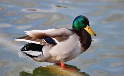 Quel est cet animal ?