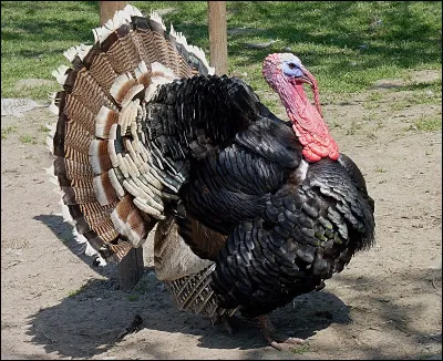 Quel est cet animal ?