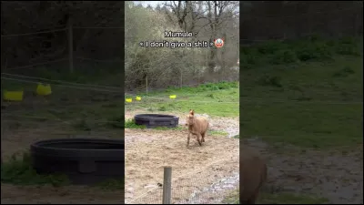 Comment sappelle Mumule ?