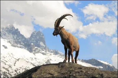 Si je vous dis qu'il aime faire des ascensions sur les pentes du mont Blanc, est-ce que je parle du massif ou de son point culminant ?
