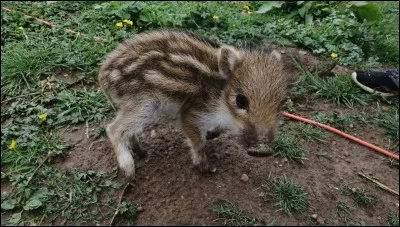 As-tu déjà vu des marcassins ? Ce sont les petits du sanglier.
Le mot "marcassin" est ...