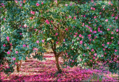 Les arbustes peuvent autant servir de haie que de décoration pour un jardin.
Le mot "arbuste" est...