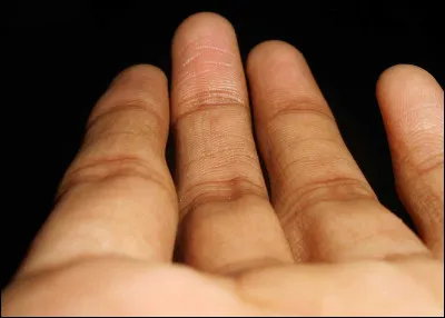 Combien de doigts a le cheval ?