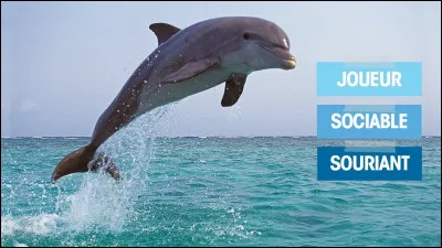 Quel est cet animal ?