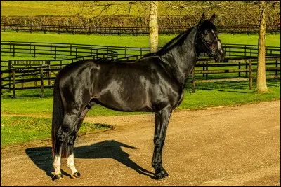 Quand tu vois un cheval, que fais-tu ?