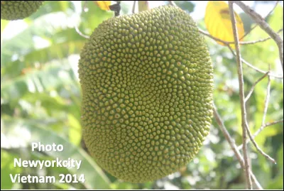 Quel est ce fruit comestible en J, le plus gros du monde issu d'un arbre fruitier; son odeur est forte mais sa chair est sucrée ?
