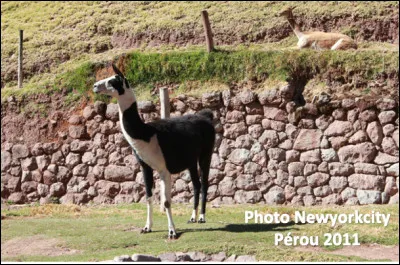 Quel est cet animal en L, un camélidé domestique d'Amérique du Sud ?