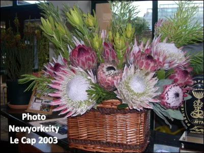 Quelle est cette grande plante en P, emblème national de l'Afrique du Sud, originaire de la région floristique du Cap ?