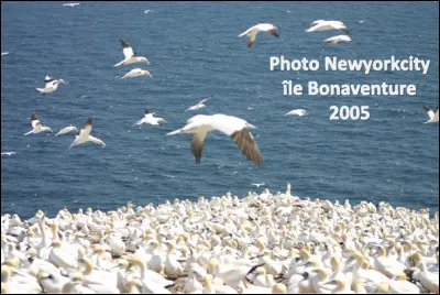 Quel est cet oiseau en F au plumage blanc éclatant avec une tête jaune ?