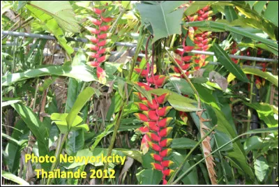 Quelle est cette plante herbacée en H à fleurs originales en forme d'hélices ?