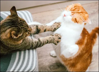 Tu joues avec ton frère tranquillement quand soudain votre père arrive et vous dit que vous allez devenir apprentis ! Quelle est ta réaction ?