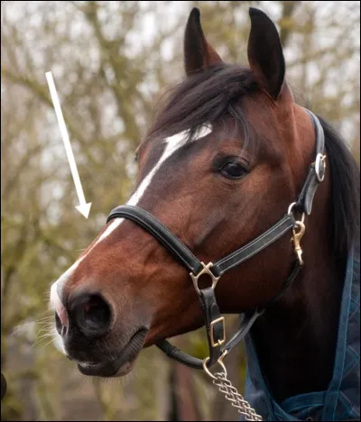 Comment s'appelle cette partie de la tête du cheval ?