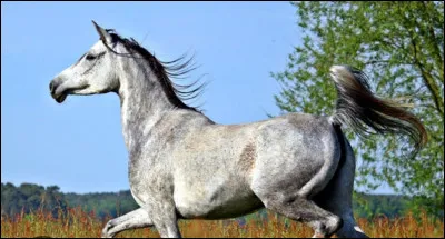 Quelle est la race de ce cheval ?