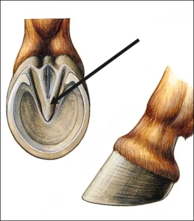 Comment s'appelle cette partie du sabot ?