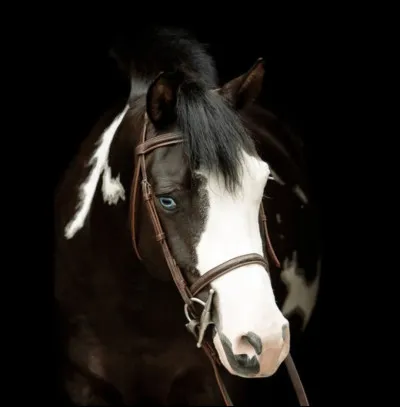 Comment s'appelle cette trace blanche sur la tête de ce cheval ?