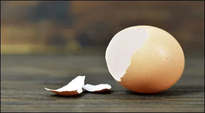 De quoi est constitué très majoritairemnt la coquille des oeufs d'oiseaux ?