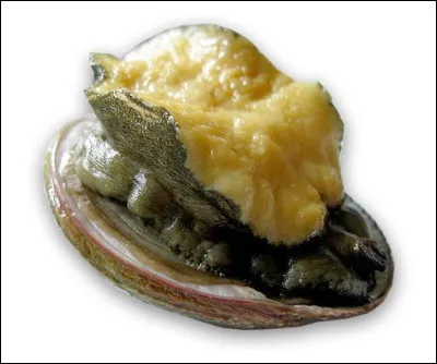 Quelle est la bonne graphie de ce mollusque marin à coquille unique ?