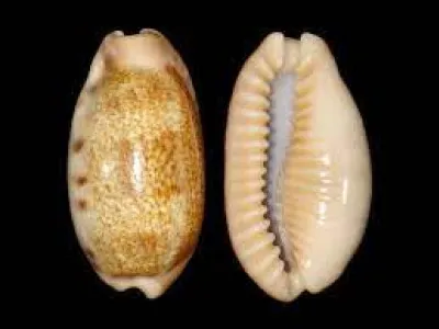 Quel est l'autre nom du ''cauri'', coquillage utilisé comme monnaie par utilisée par les peuples autochtones de Madagascar, entre autres ?