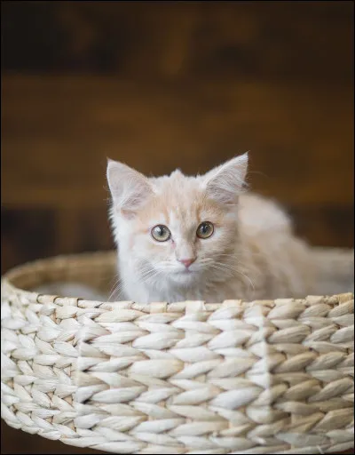 Quel chaton préférez-vous ?