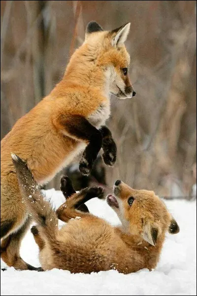 Quels sont les bruits que l'on entend le plus ?