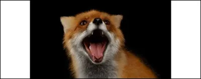 La race la plus petite est...