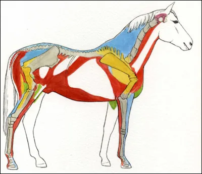 Quel est le nom des muscles en rouge ?