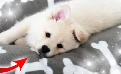 Quels sont ses animaux ?